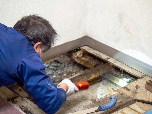 Professional Mold Removal in Monticello, GA