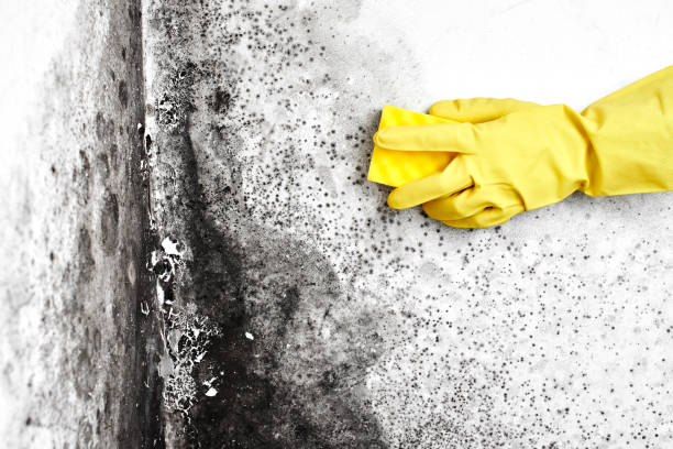 Best Residential Mold Removal  in Monticello, GA