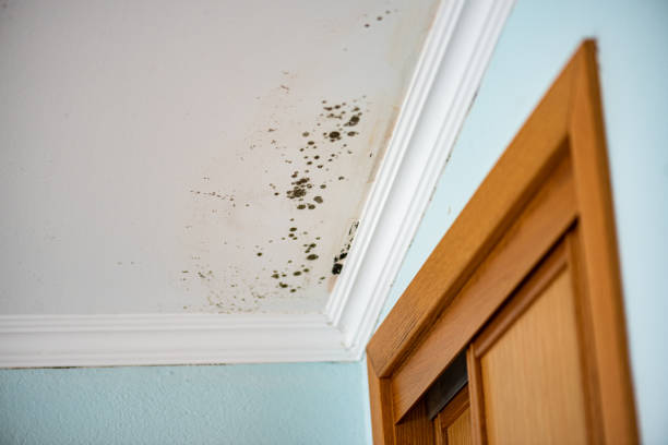 Best Commercial Mold Removal  in Monticello, GA