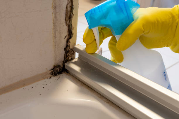 Best Black Mold Removal  in Monticello, GA