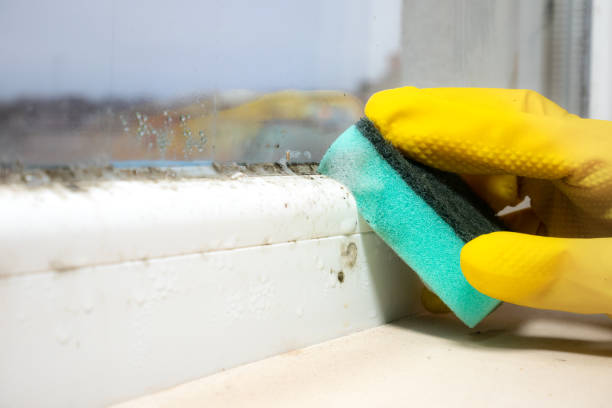 Best Same-Day Mold Removal  in Monticello, GA