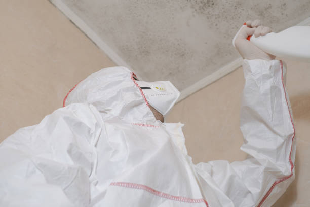 Best Mold Damage Repair  in Monticello, GA