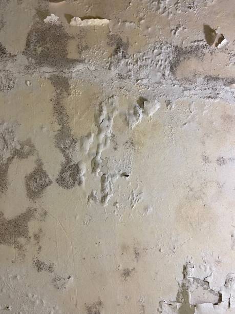 Best Local Mold Removal Service  in Monticello, GA