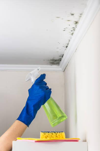 Best Attic Mold Removal  in Monticello, GA