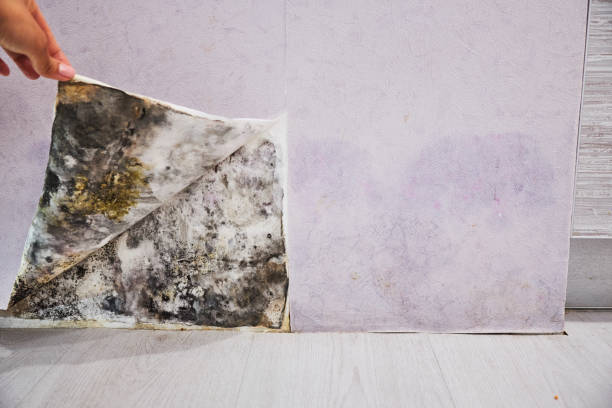 Best Mold Removal Company Near Me  in Monticello, GA